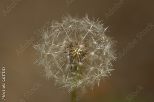 Dandelion closeup