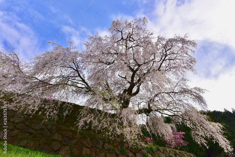 日本の満開の桜と春 日本の満開の桜と春