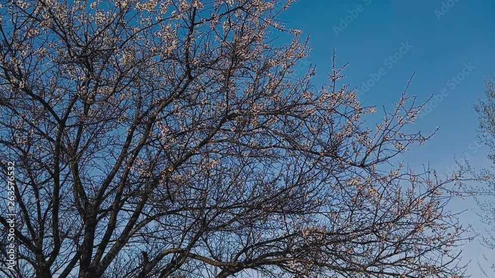 A young caucasian brunette girl is drinking coffee from a paper cup amid blooming apricots. Waiting and annoyance about being late. Spring walk. A young caucasian brunette girl is drinking coffee from a paper cup amid blooming apricots. Waiting and annoyance about being late. Spring walk.