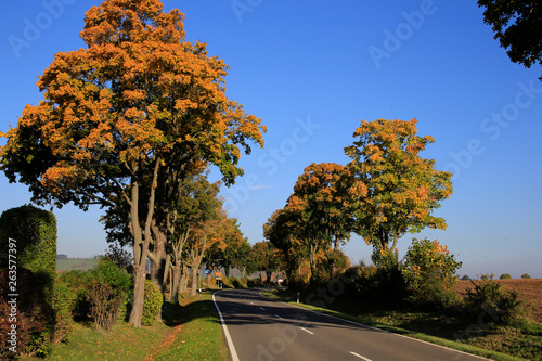 Beautiful Road in Germany, Europe photo