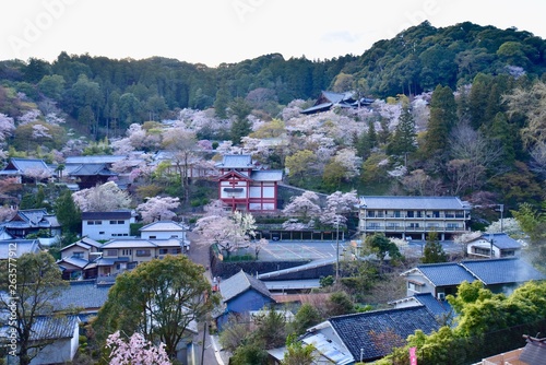 満開の桜と寺，長谷寺