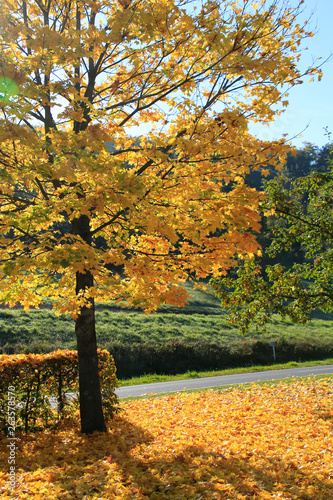 Autumn leaves on a maple tree (Acer campestre) photo