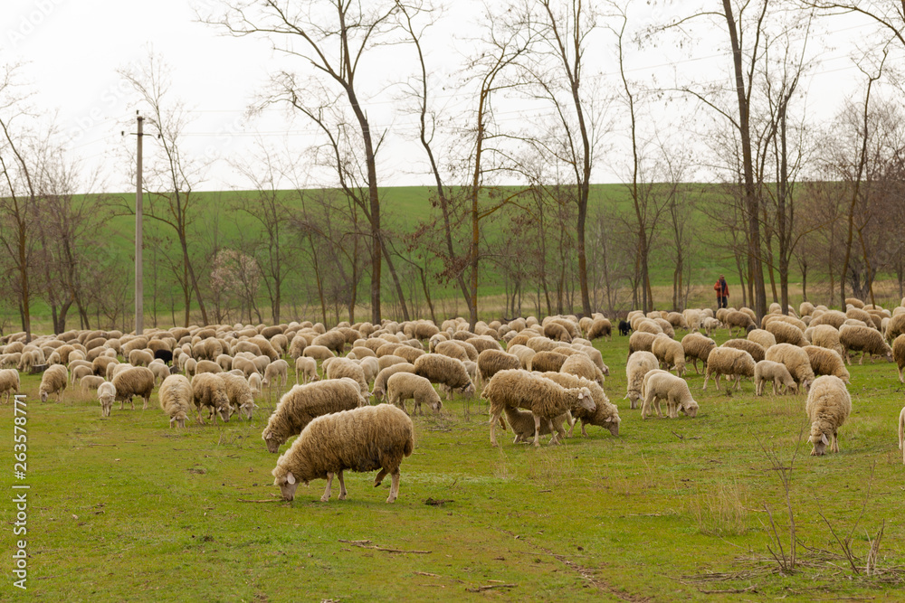 Obraz premium A herd of goats and sheep. Animals graze in the meadow. Mountain pastures of Europe.