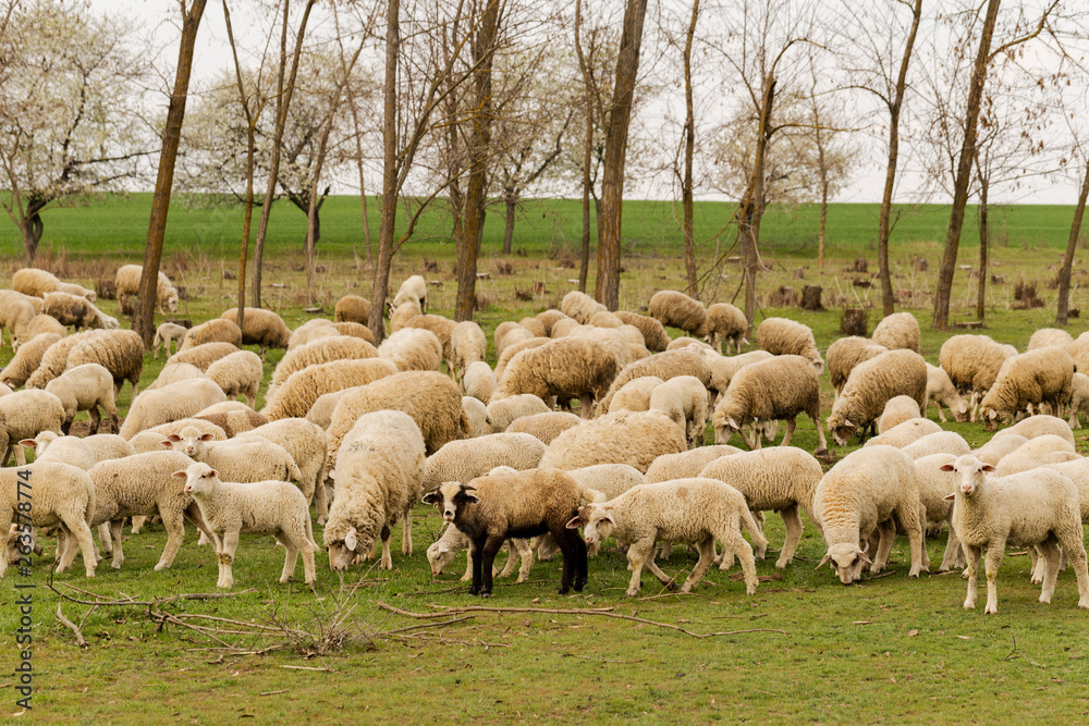 Obraz premium A herd of goats and sheep. Animals graze in the meadow. Mountain pastures of Europe.