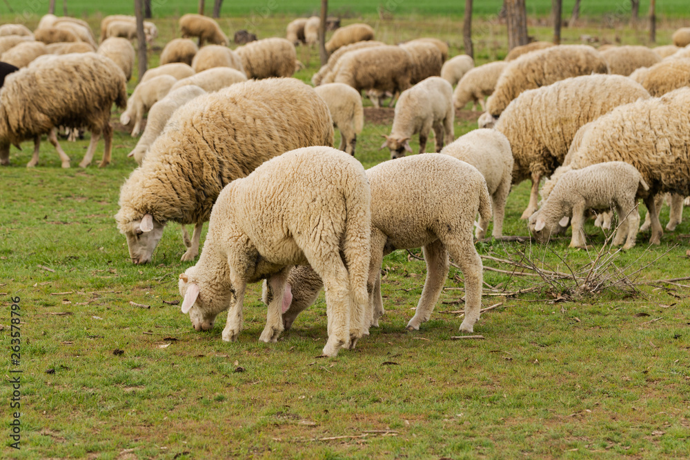 A herd of goats and sheep. Animals graze in the meadow. Mountain pastures of Europe. A herd of goats and sheep. Animals graze in the meadow. Mountain pastures of Europe.