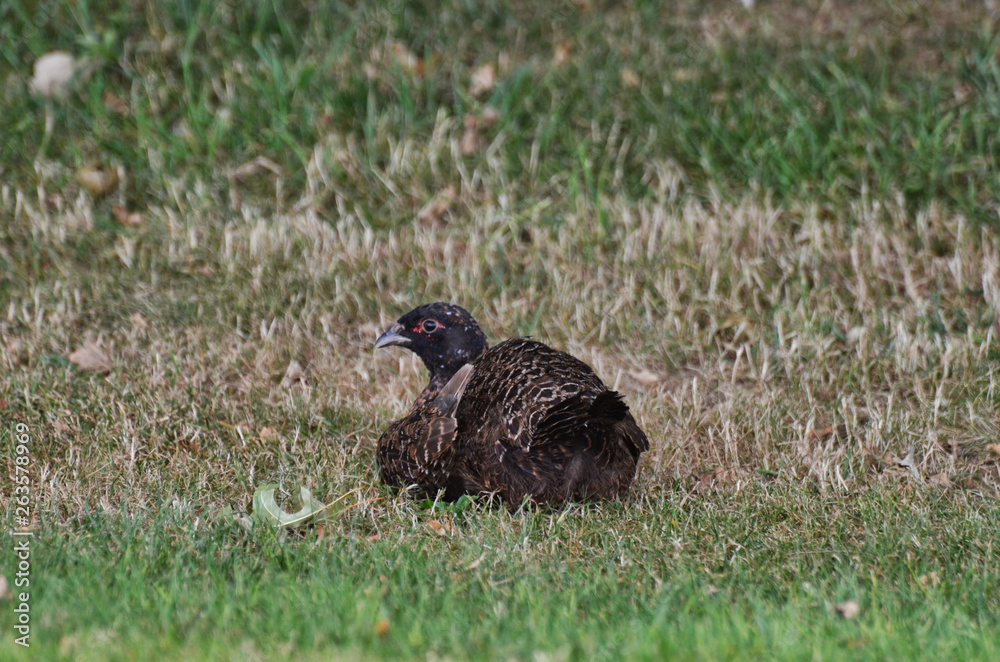 Female Pheasant Resting in Grass New Zealand Female Pheasant Resting in Grass New Zealand