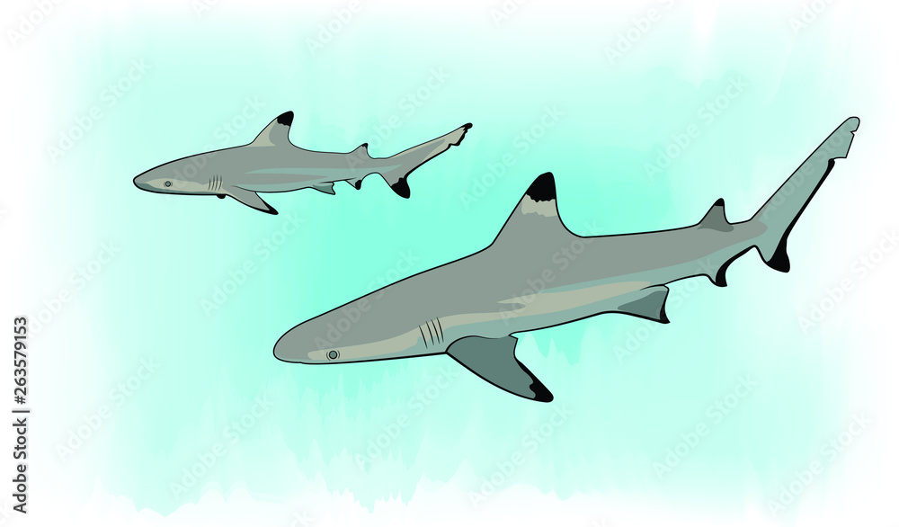 Fototapeta premium Blacktip Reef Sharks 