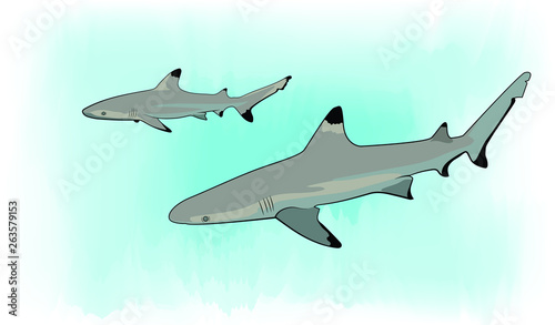 Blacktip Reef Sharks 