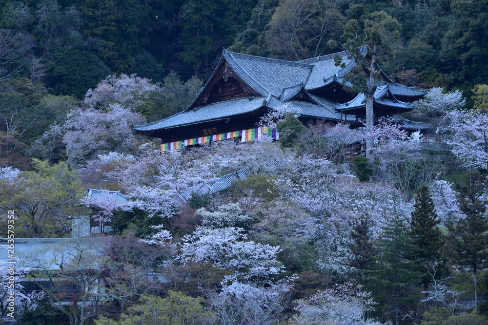 満開の桜と寺，長谷寺