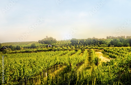 Photography Vineyard hills of the city of Vienna at sunset