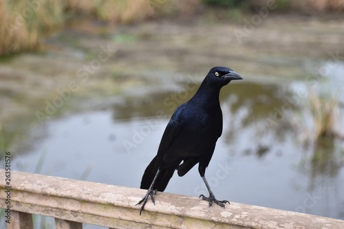 Indignant and suspicious grackle looking at camera, standing on a wooden railing, with a funny expression with lots of attitude. Good for a meme. © Diane