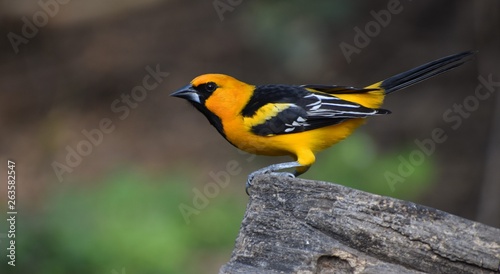 Colorful golden Altamira Oriole looking to the left, standing on a wooden stump,  seen at the National Butterfly Center in McAllen, Texas. Background is green trees and is out of focus.