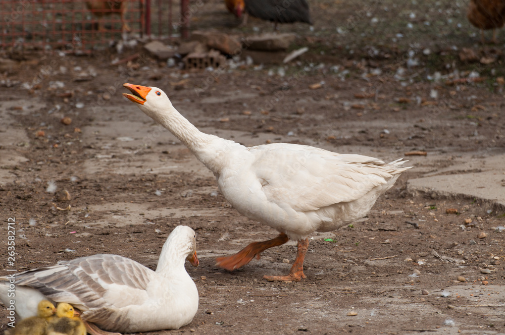 Obraz premium White goose with yellow cubs in the yard.Domestic animal
