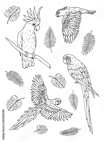 Vector black ink hand drawn doodle sketch set collection of different parrots birds isolated on white background 