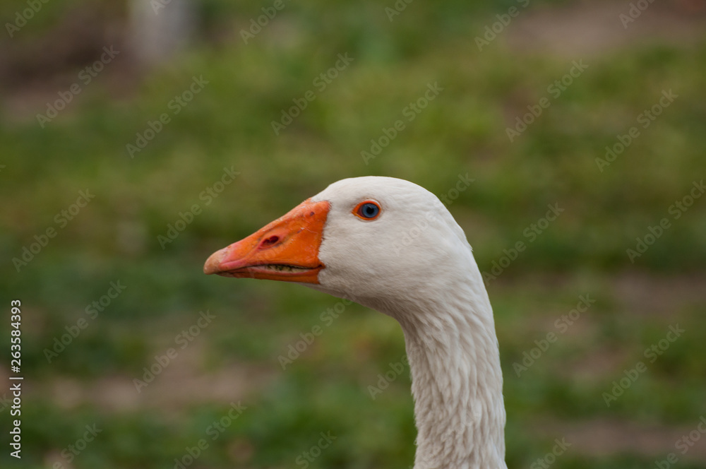 Adult white goose in the yard.Domestic animal Adult white goose in the yard.Domestic animal