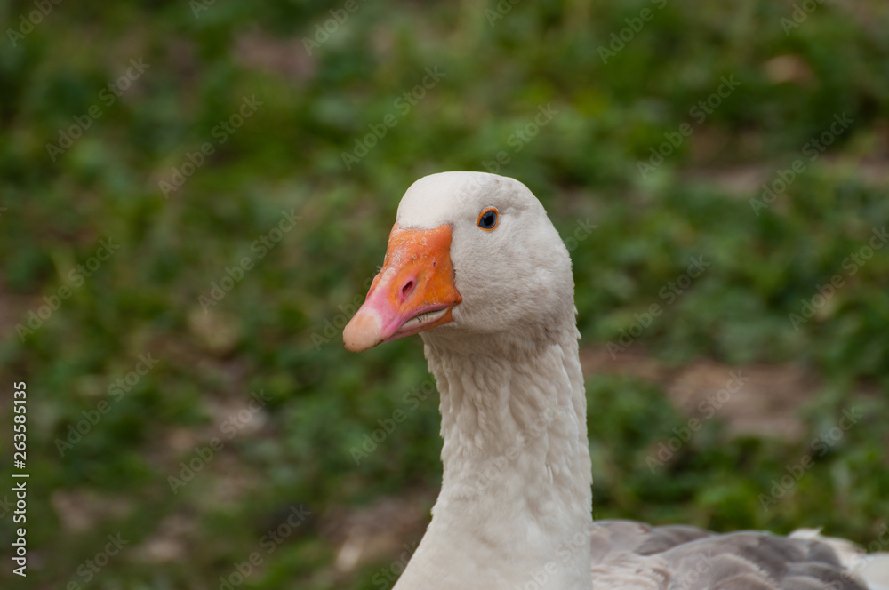 Adult white goose in the yard.Domestic animal Adult white goose in the yard.Domestic animal