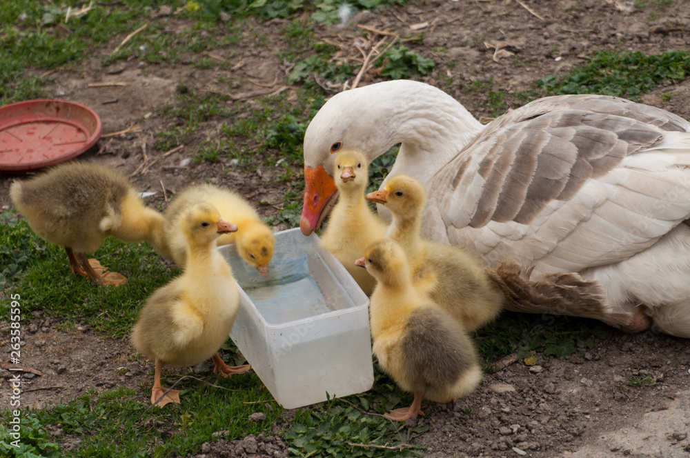 White goose with yellow cubs in the yard.Domestic animal White goose with yellow cubs in the yard.Domestic animal