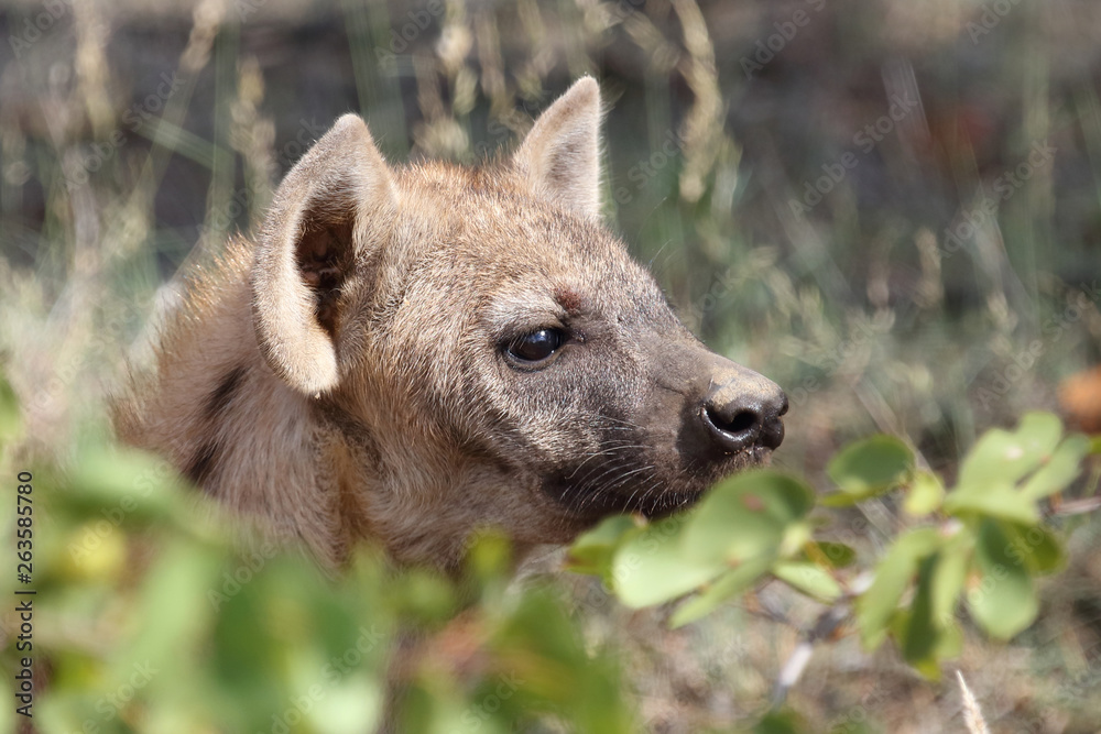 Naklejka premium Tüpfelhyäne / Spotted Hyaena / Crocuta crocuta.
