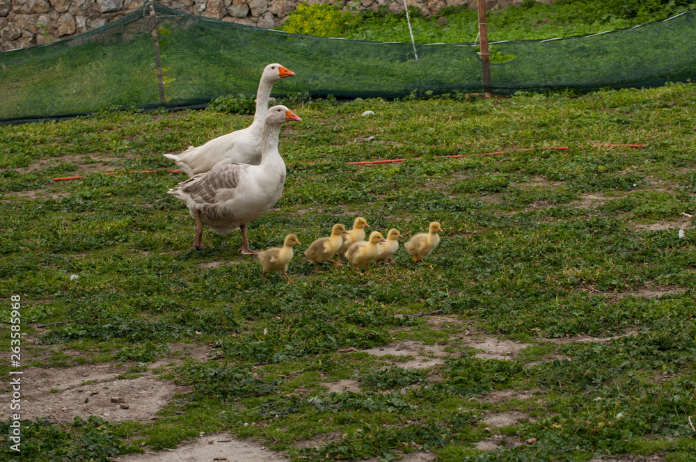 White goose with yellow cubs in the yard.Domestic animal White goose with yellow cubs in the yard.Domestic animal