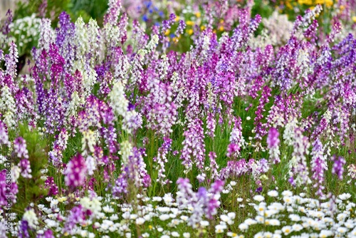 日本の春の満開の桜の花