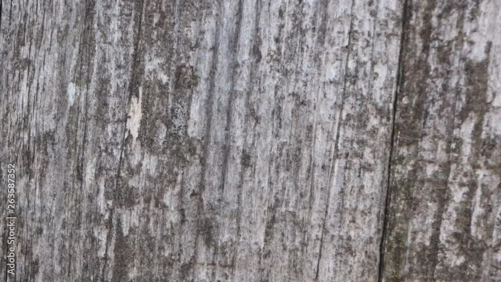 Stop motion animated wood texture background or useful for old films effects using opacity tool or luma matte, created with textures photos, loop possibility Stop motion animated wood texture background or useful for old films effects using opacity tool or luma matte, created with textures photos, loop possibility