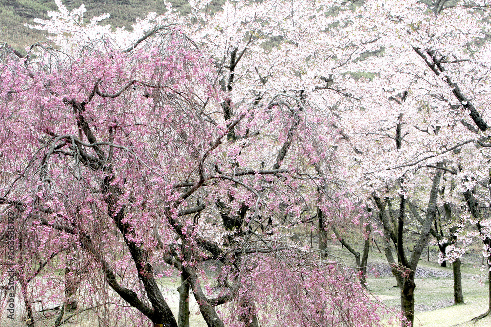 Cherry blossom at Sakuranosato Park in Izu peninsula Cherry blossom at Sakuranosato Park in Izu peninsula
