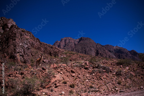 llama landscape of mountains