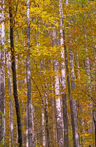 Fall Colors and White Bark in a Dense Forest