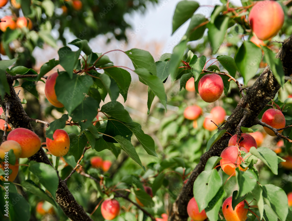 Organic apricot tree , ripe fruit on branches 
