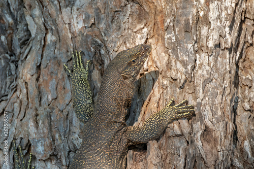 Land Monitor Lizard  Varanus bengalensis   Yala National Park  Sri Lanka