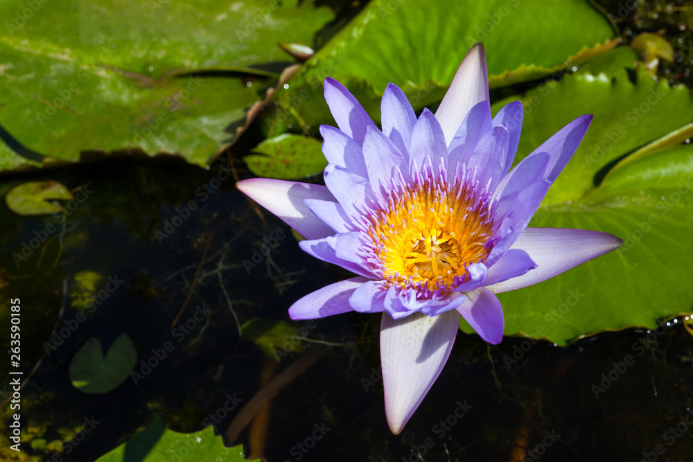 Beautiful water Lily blooming on water. Beautiful water Lily blooming on water.