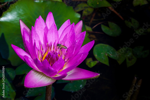 Beautiful water Lily blooming on water.