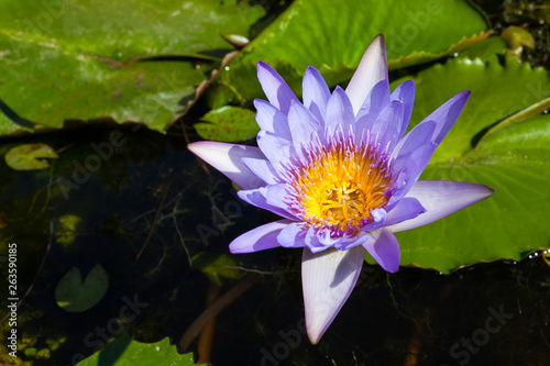 Beautiful water Lily blooming on water.