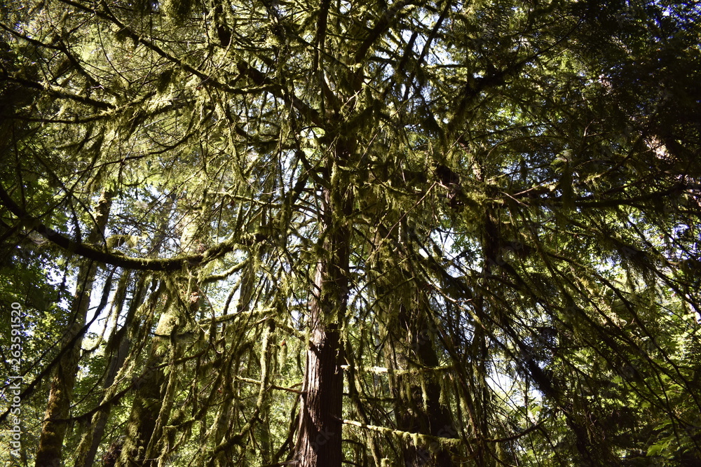 Fototapeta premium Forest Tree