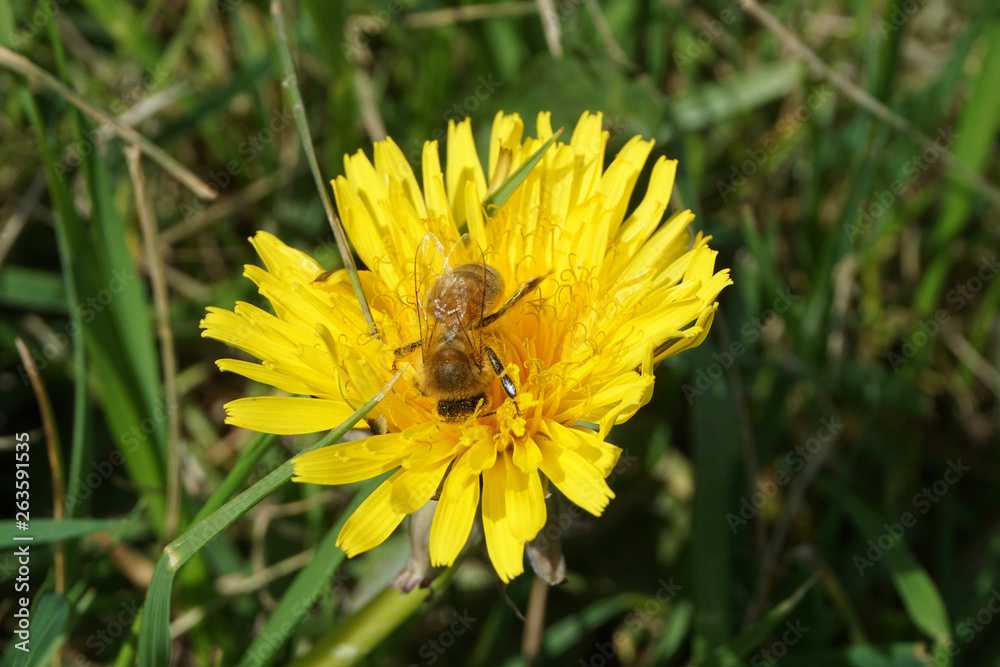 Honeybee on a Dandelion 2