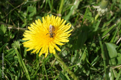 Honeybee on a Dandelion 3