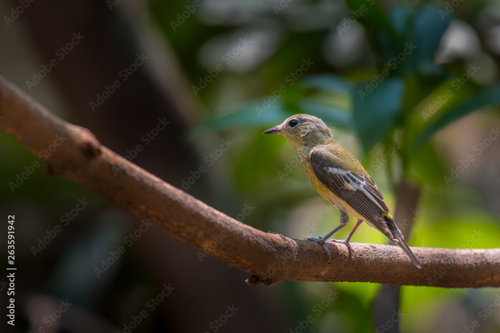 Yellow-rumped Flycatcher female on branch in nature Yellow-rumped Flycatcher female on branch in nature