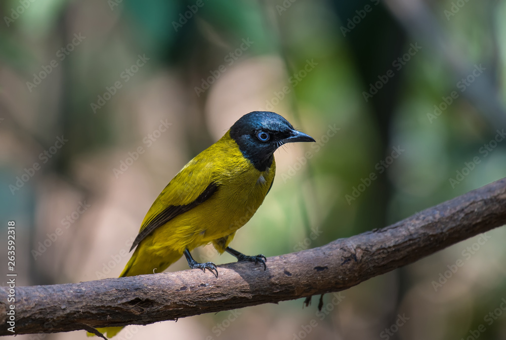Black-headed Bulbul (Pycnonotus atriceps)on branch in nature. Black-headed Bulbul (Pycnonotus atriceps)on branch in nature.