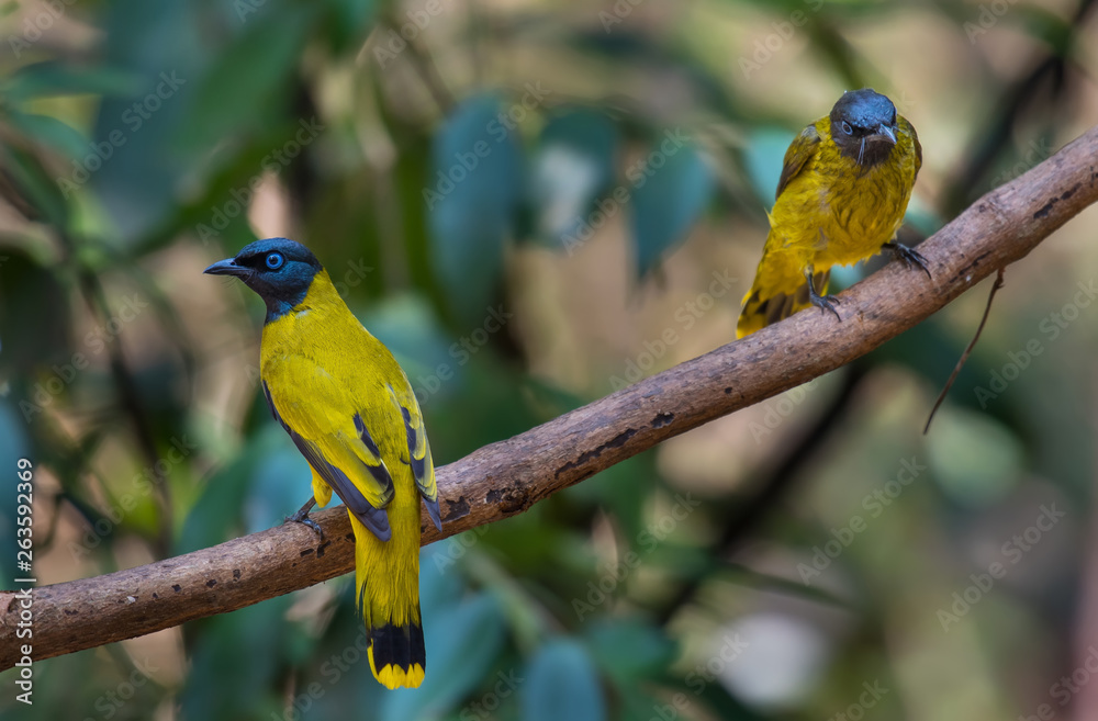Naklejka premium Black-headed Bulbul (Pycnonotus atriceps)on branch in nature.