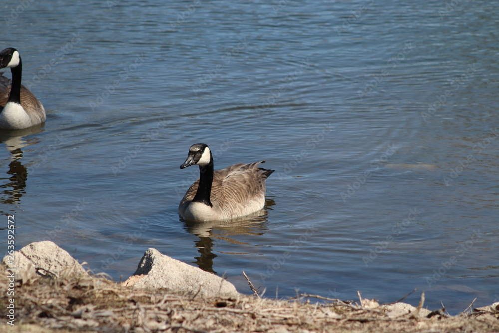 Fototapeta premium canadian goose swimming on the lake 