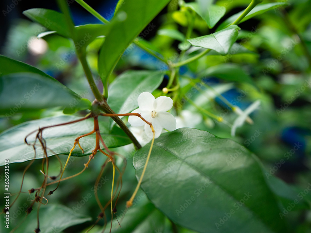 Obraz premium Gardenia jasminoides,Flower white,Garden Home