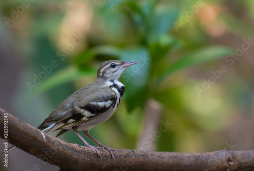 ‎Forest Wagtail on the branches in the hot air