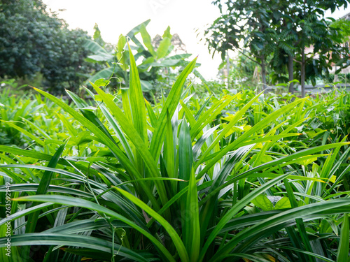 Pandanus formation Green Garden Home Thailand