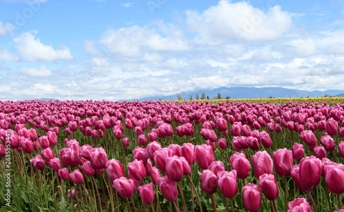 Tulip field on a sunny day