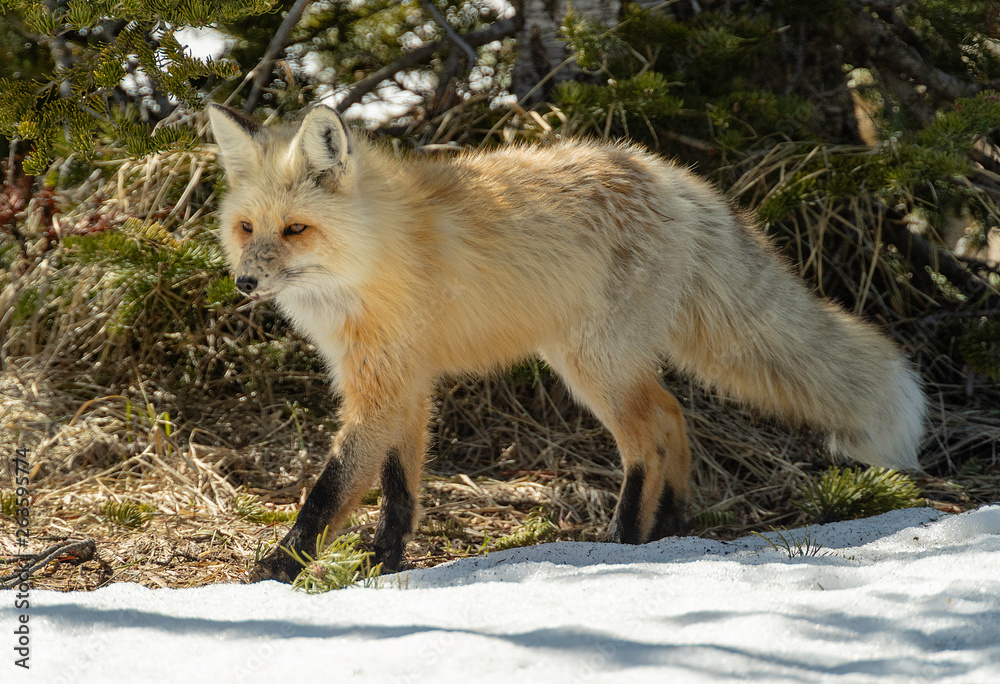 Fototapeta premium Red Fox