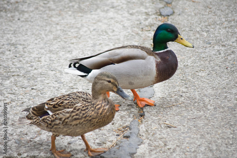 wild duck wild duck