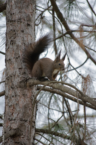 squirrel © Cristea