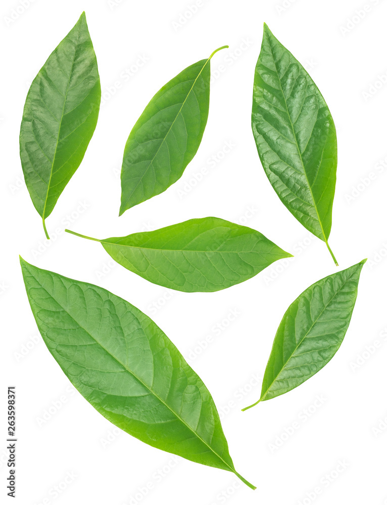 Fototapeta premium Six avocado green leaves isolated over white