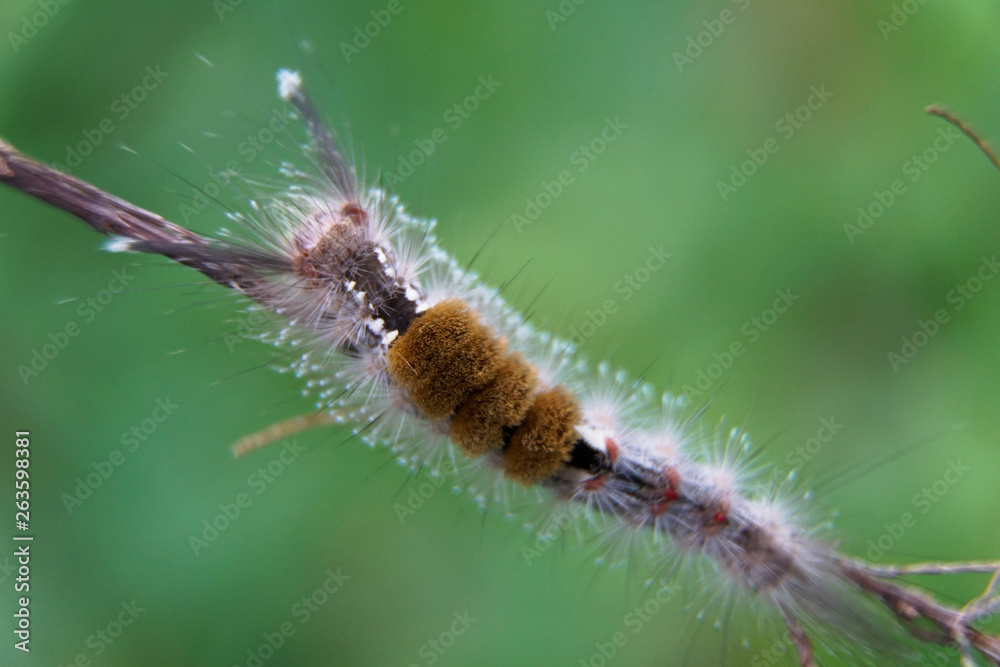Close-up of moth Caterpillar, Hairy caterpillar isolated with blurred background Close-up of moth Caterpillar, Hairy caterpillar isolated with blurred background