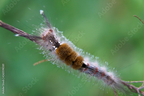 Close-up of moth Caterpillar, Hairy caterpillar isolated with blurred background